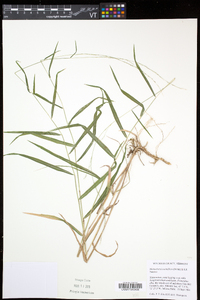 Muhlenbergia tenuiflora image