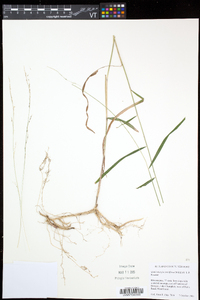 Muhlenbergia tenuiflora image