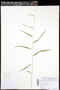 Muhlenbergia tenuiflora image