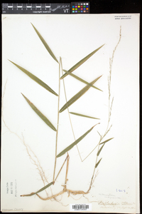 Muhlenbergia tenuiflora image