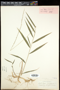 Muhlenbergia tenuiflora image