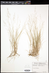 Muhlenbergia uniflora image