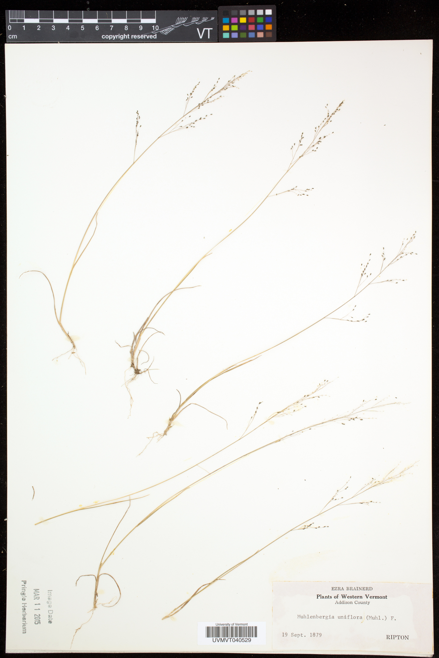 Muhlenbergia uniflora image