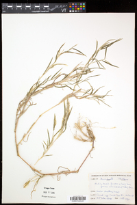 Muhlenbergia frondosa image