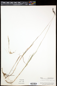 Muhlenbergia glomerata image