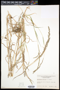 Muhlenbergia mexicana image