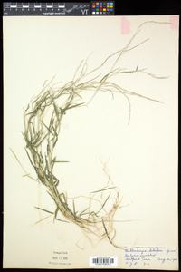 Muhlenbergia schreberi image