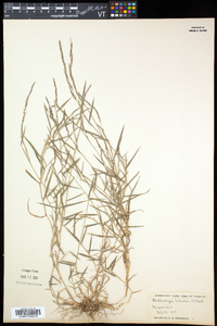 Muhlenbergia schreberi image