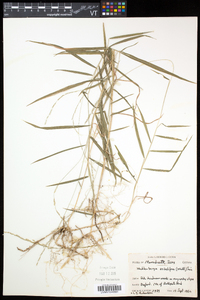 Muhlenbergia sobolifera image