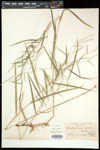 Muhlenbergia sylvatica image