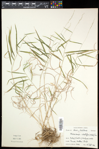 Muhlenbergia sobolifera image