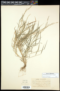 Muhlenbergia schreberi image