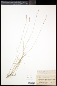 Muhlenbergia richardsonis image