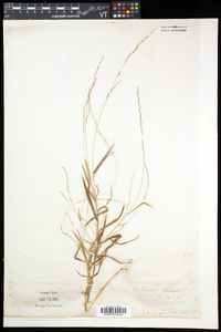 Muhlenbergia sobolifera image