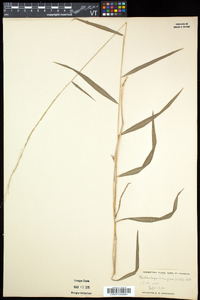 Muhlenbergia tenuiflora image