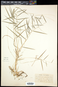 Muhlenbergia sobolifera image