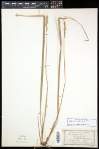 Oryzopsis asperifolia image