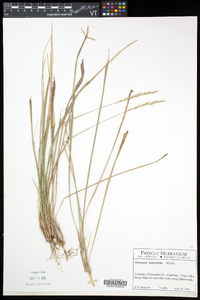 Oryzopsis asperifolia image