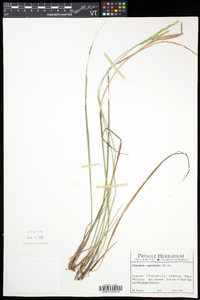 Oryzopsis asperifolia image