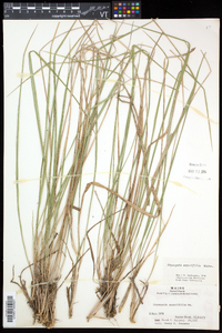 Oryzopsis asperifolia image