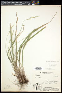 Oryzopsis asperifolia image