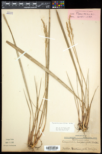 Oryzopsis asperifolia image