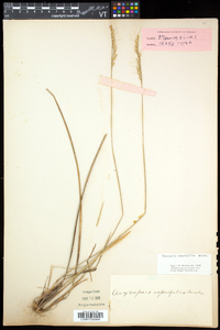 Oryzopsis asperifolia image