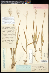 Dichanthelium acuminatum subsp. columbianum image