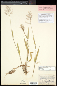 Dichanthelium acuminatum subsp. columbianum image