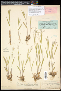 Dichanthelium acuminatum subsp. columbianum image