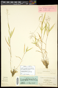 Dichanthelium acuminatum subsp. columbianum image