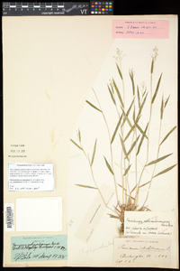 Dichanthelium acuminatum subsp. columbianum image