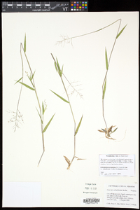 Dichanthelium acuminatum subsp. columbianum image