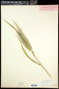 Panicum capillare subsp. capillare image