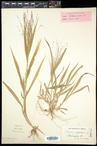 Panicum capillare subsp. capillare image