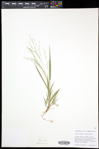 Panicum capillare subsp. capillare image