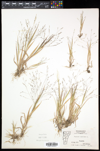 Panicum capillare subsp. capillare image