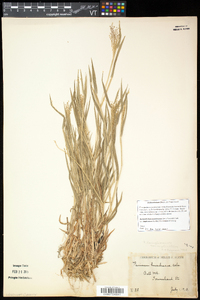 Dichanthelium acuminatum subsp. implicatum image