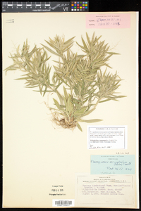 Dichanthelium acuminatum subsp. implicatum image