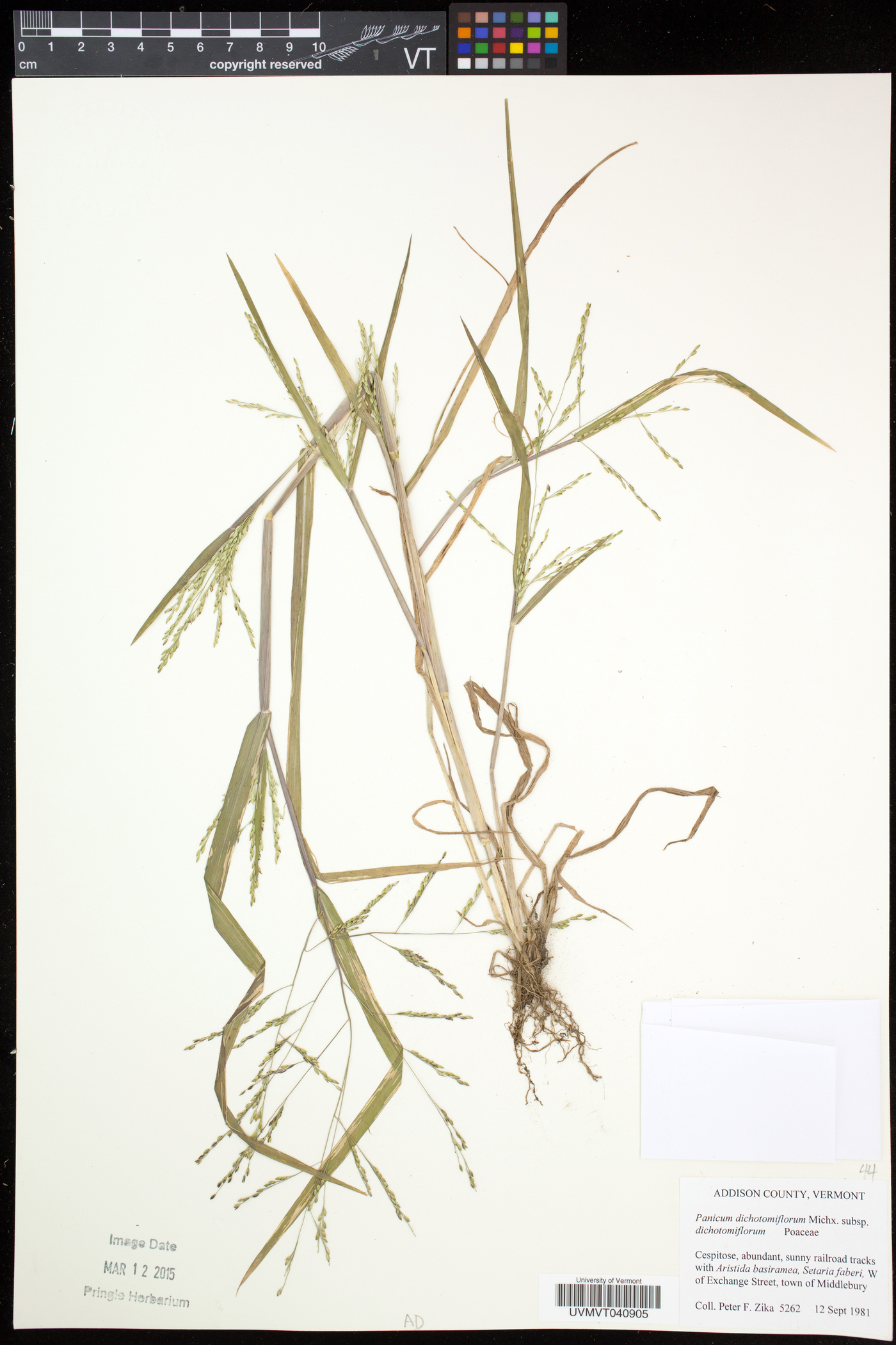 Panicum dichotomiflorum var. dichotomiflorum image