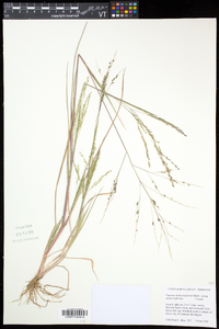 Panicum dichotomiflorum var. dichotomiflorum image