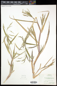 Panicum dichotomiflorum var. dichotomiflorum image