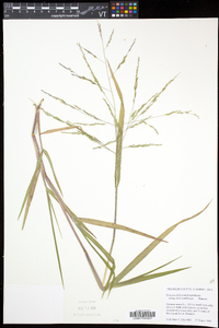 Panicum dichotomiflorum var. dichotomiflorum image
