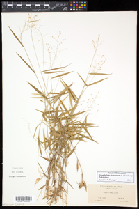 Dichanthelium dichotomum subsp. dichotomum image