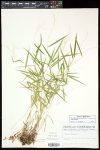 Dichanthelium dichotomum subsp. dichotomum image