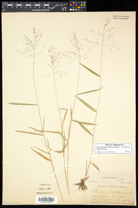 Dichanthelium dichotomum subsp. dichotomum image