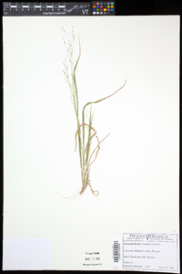 Panicum flexile image