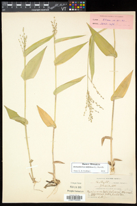 Dichanthelium latifolium image