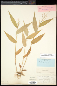 Dichanthelium latifolium image