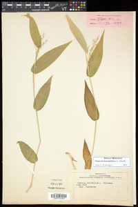 Dichanthelium latifolium image